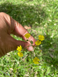 Aretes de flor, studd earrings